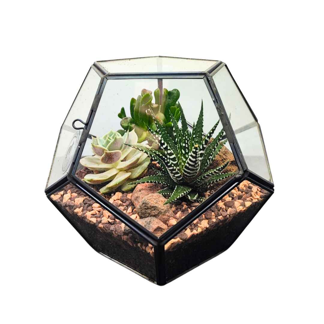 Terrarium geometrico Zoe con piante grasse