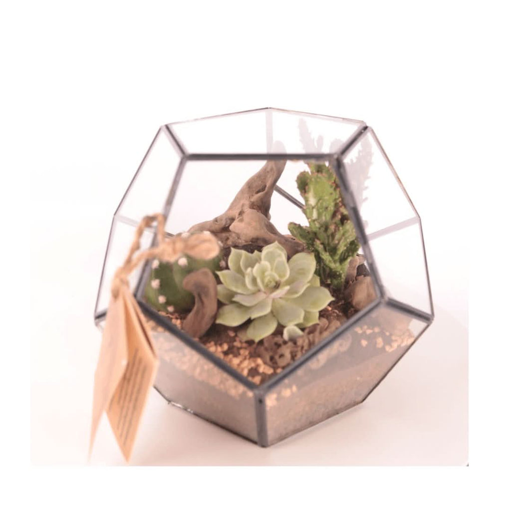 Terrarium Geometrico con Piante Grasse - Nootje store