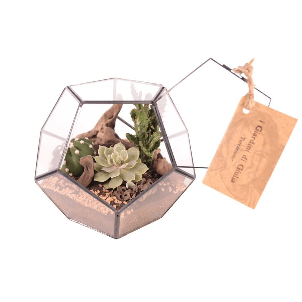 Terrarium Geometrico con Piante Grasse - Nootje store