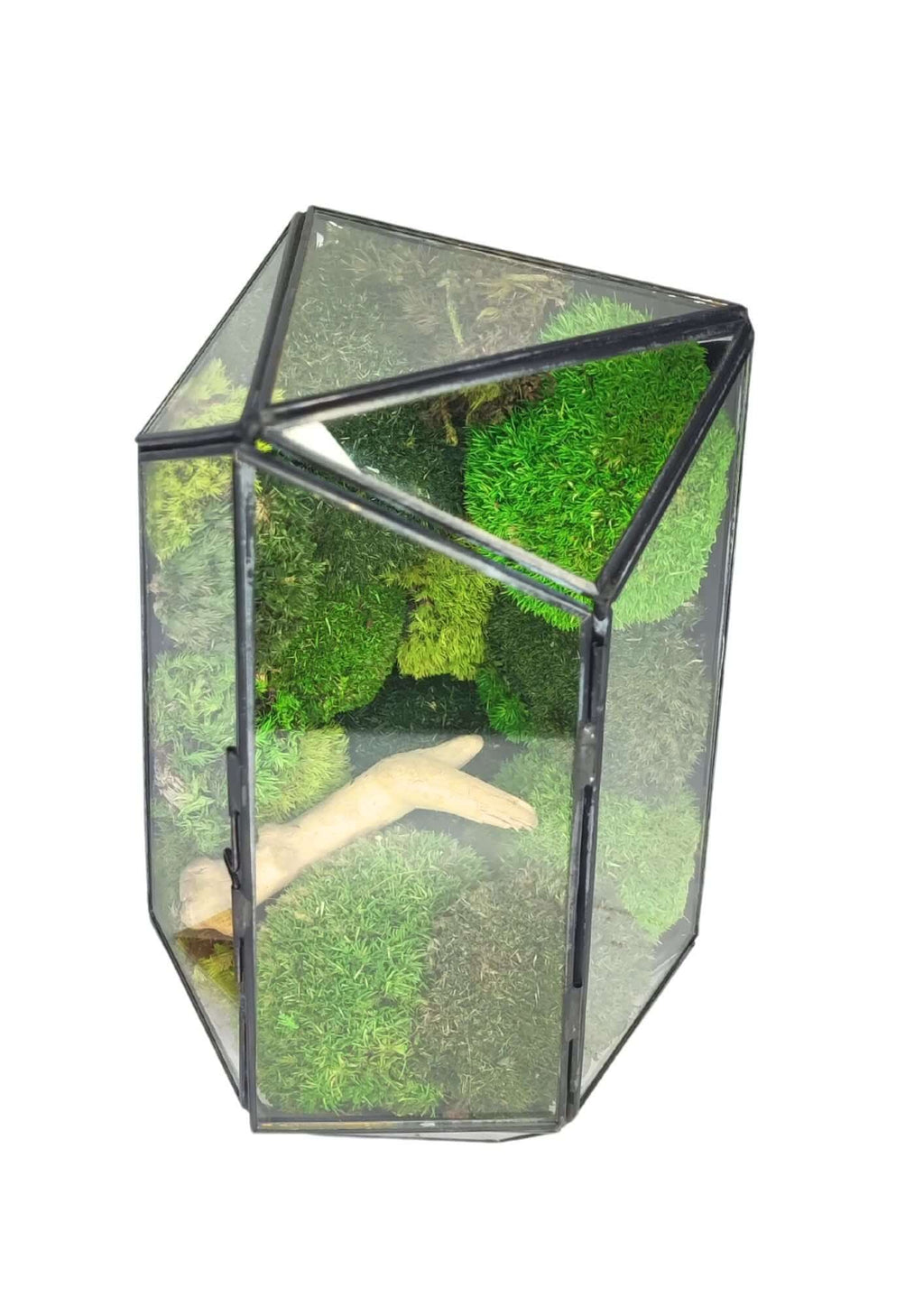 Terrarium geometrico Eden di Vetro 2TR064 - Nootje store