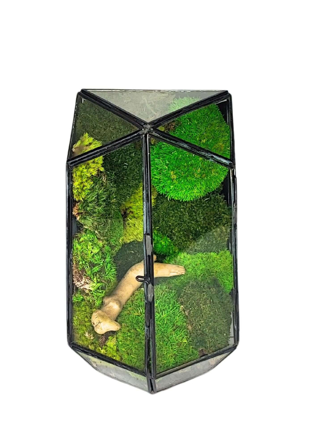 Terrarium geometrico Eden di Vetro 2TR064 - Nootje store