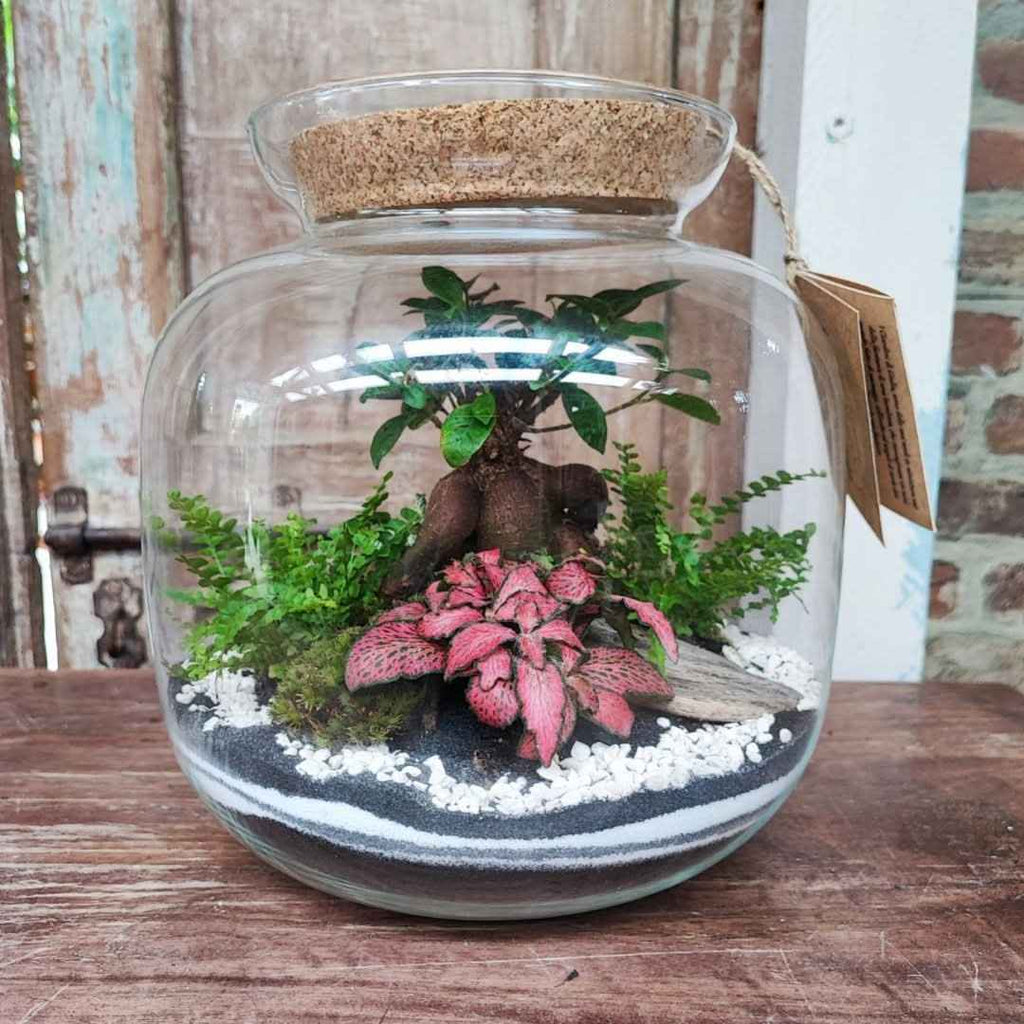 Terrarium Giardino Segreto Urbano - Nootje store