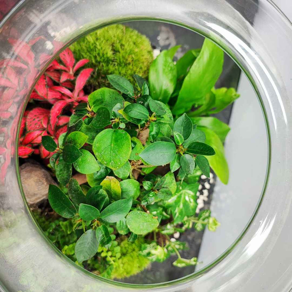 Terrarium Ines con piante verdi