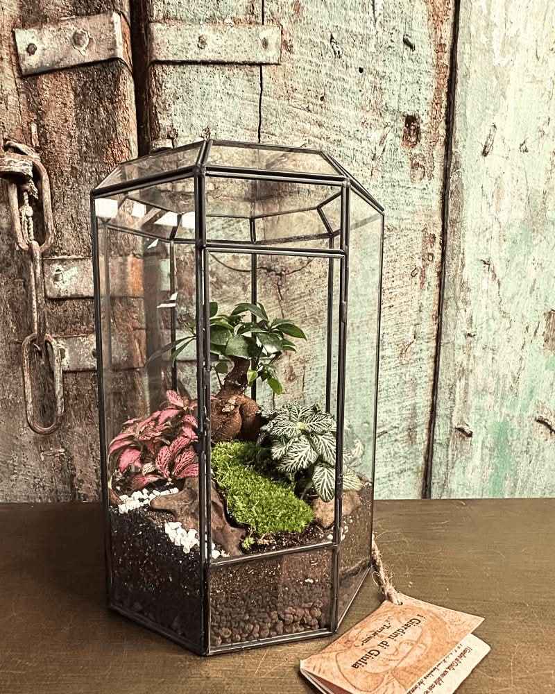 Terrarium Infinito 069V - Nootje store