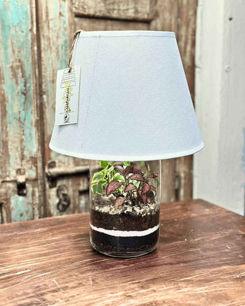 Terrarium Lamparium Aurora - Nootje store