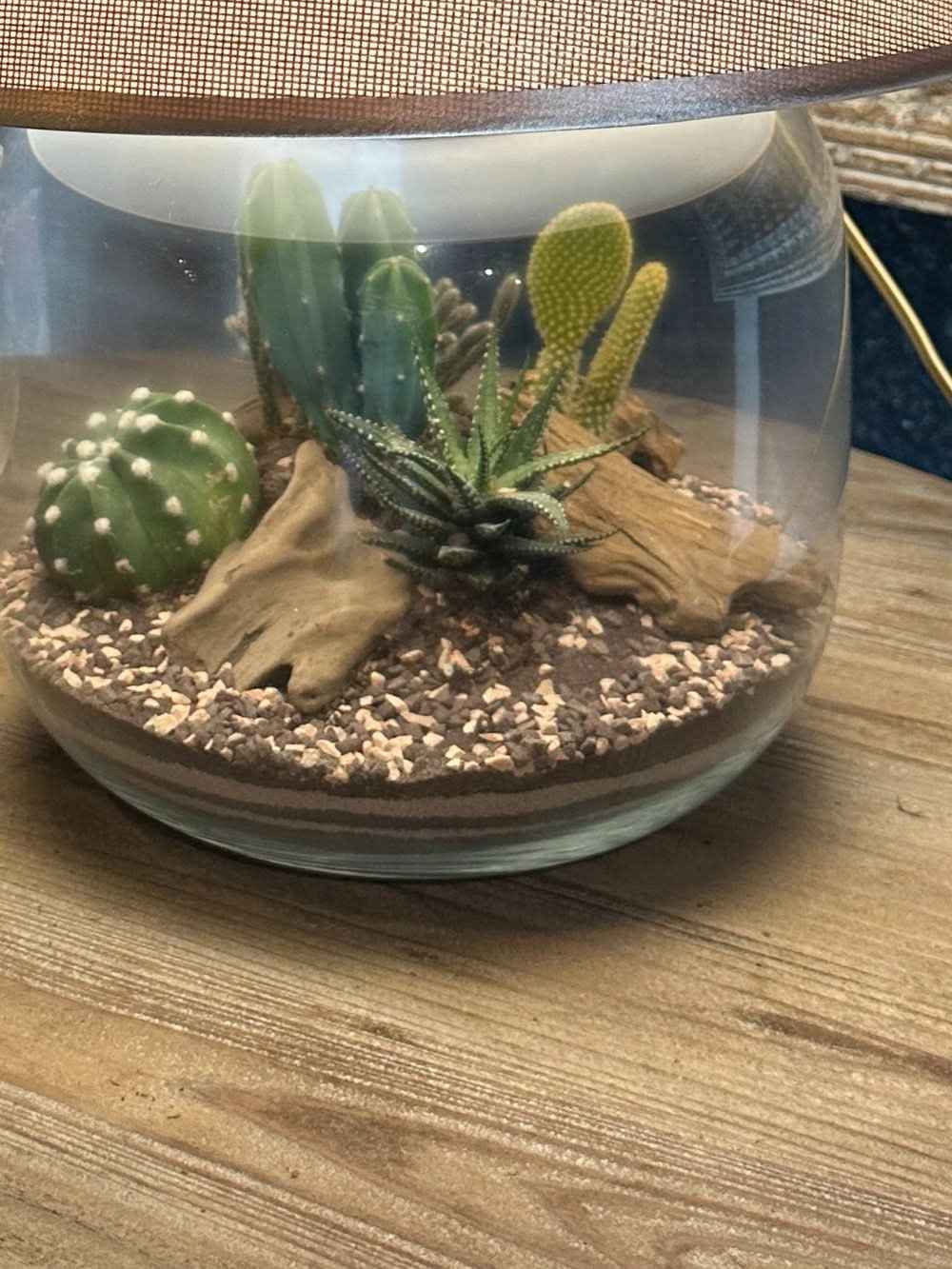 Terrarium Lamparium Martina Cactus