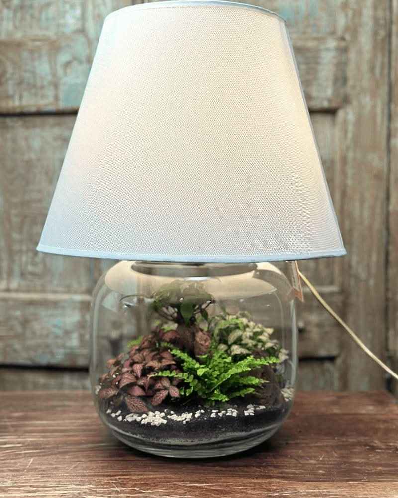 Terrarium Lamparium Martina - Nootje store