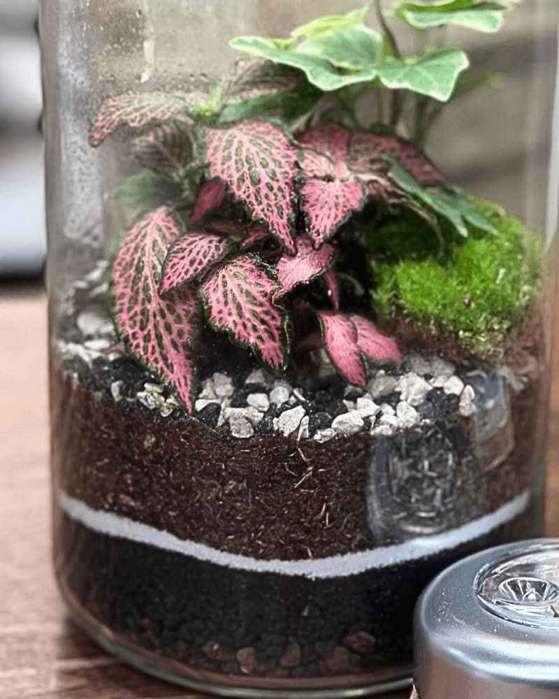 Terrarium Lumina - Nootje store