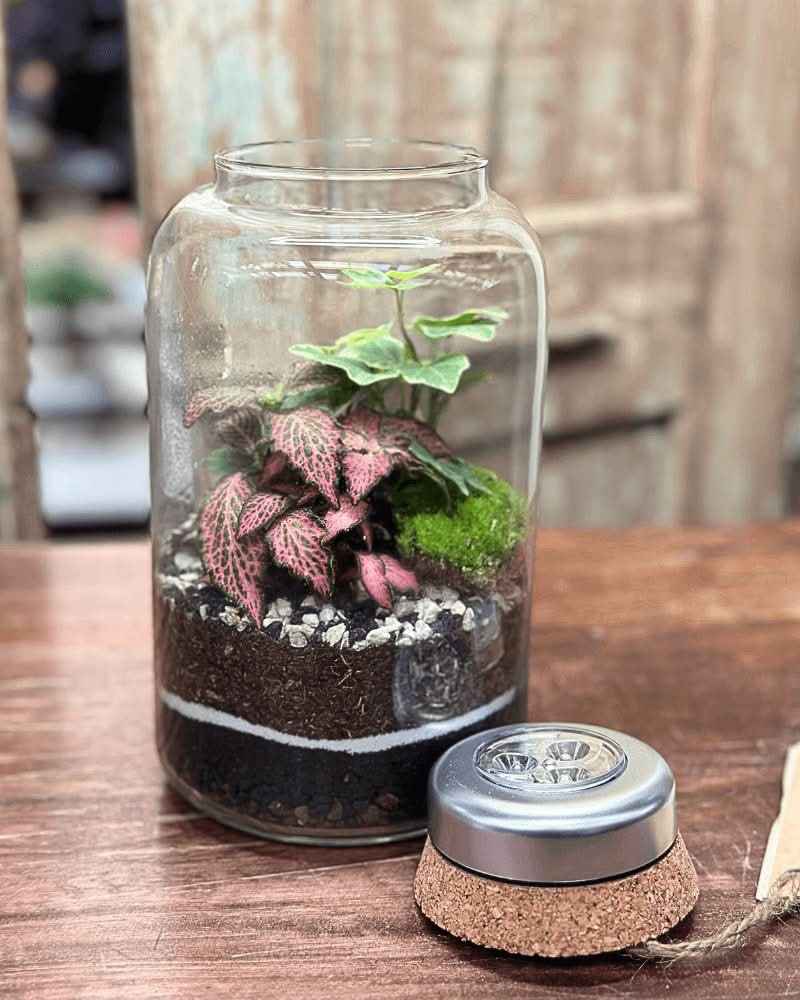 Terrarium Lumina - Nootje store