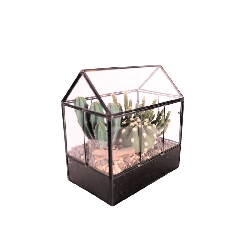 Terrarium Mini Serra con Piante Grasse 062G - Nootje store