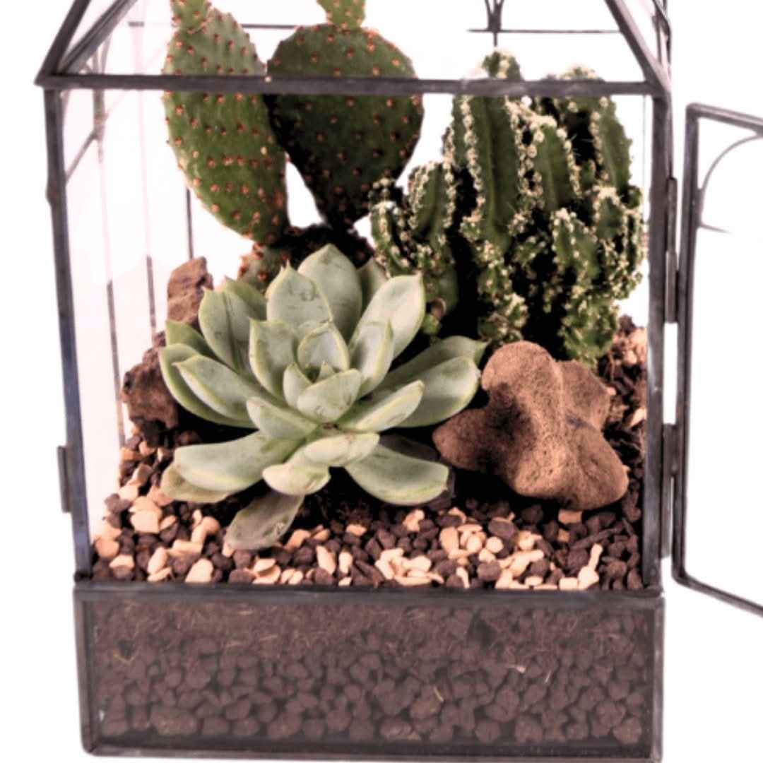 Terrarium Mini Serra Romantica con Piante Grasse 063G