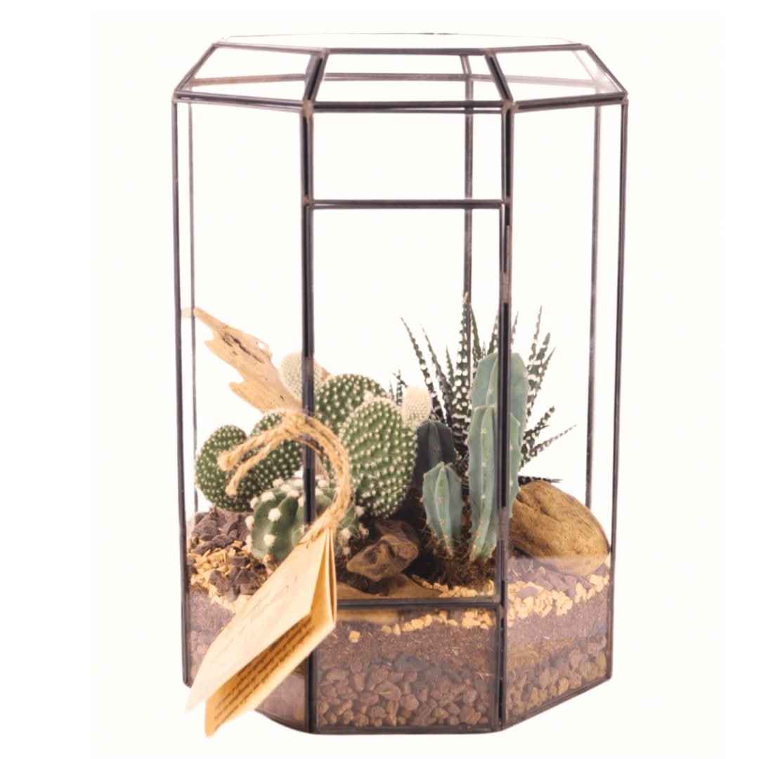 Terrarium Piante Grasse Serra Ottagonale Romantica 069G - Nootje store