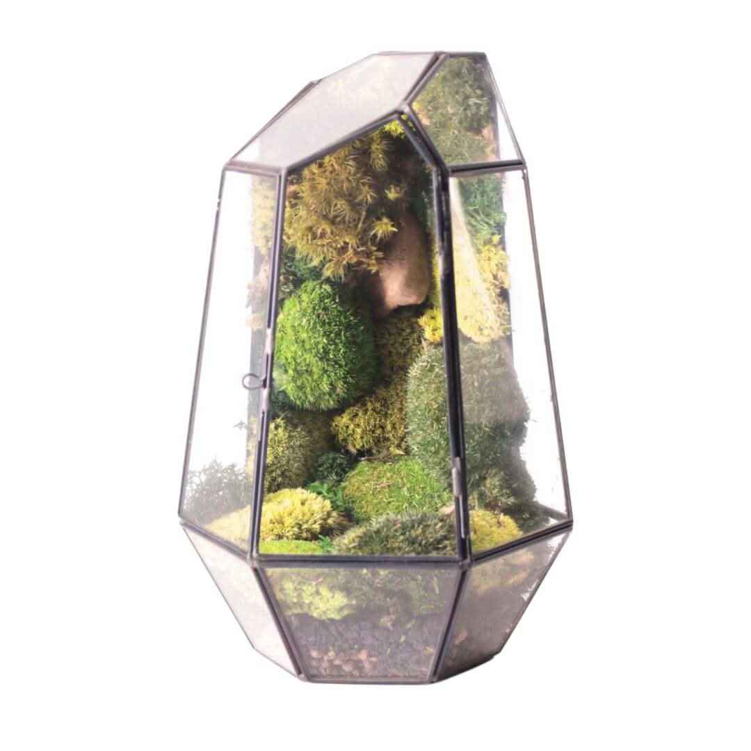 Terrarium Prisma green Stabilizzato - Nootje store
