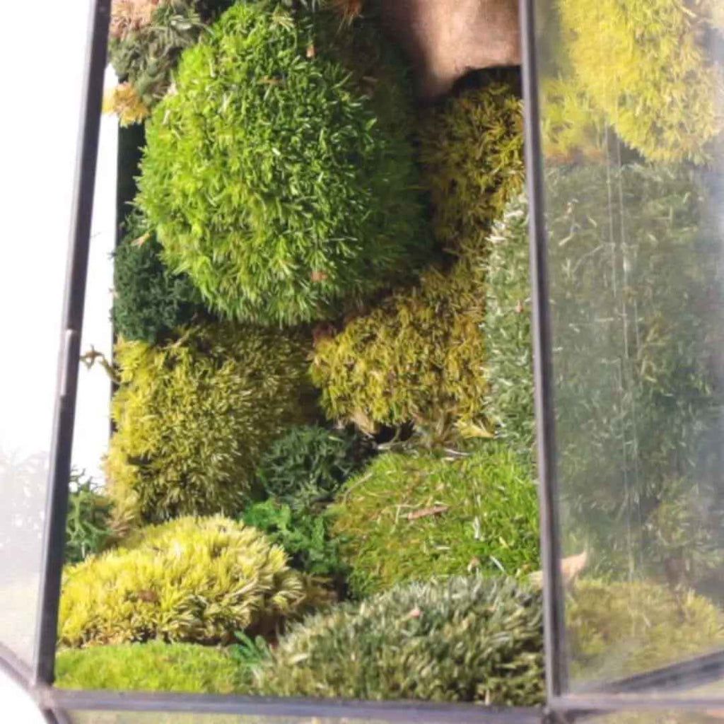 Terrarium Prisma green Stabilizzato - Nootje store
