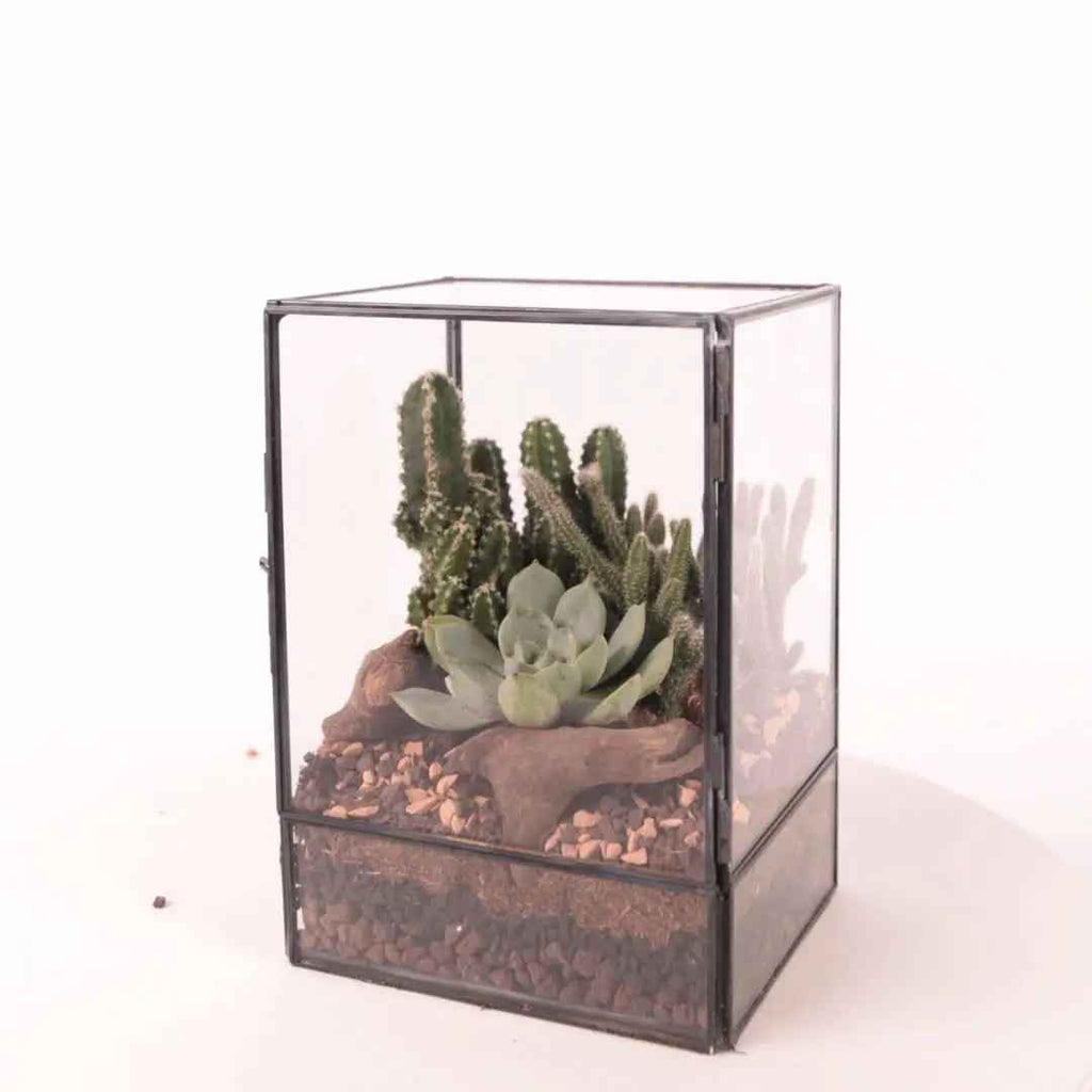 Terrarium Rettangolare con Piante Grasse - Nootje store