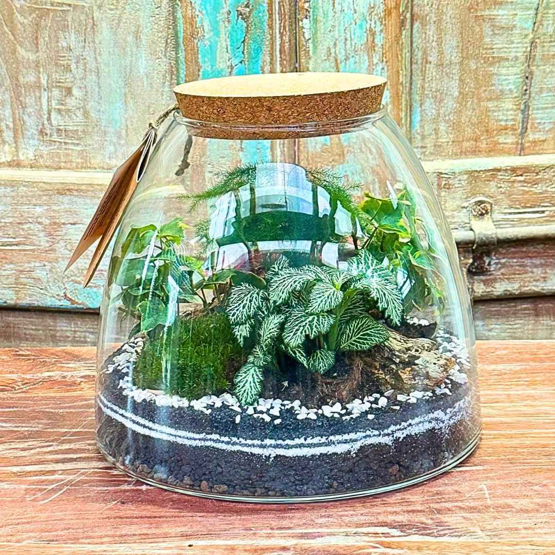 Terrarium "Tropical Haven" - Nootje store
