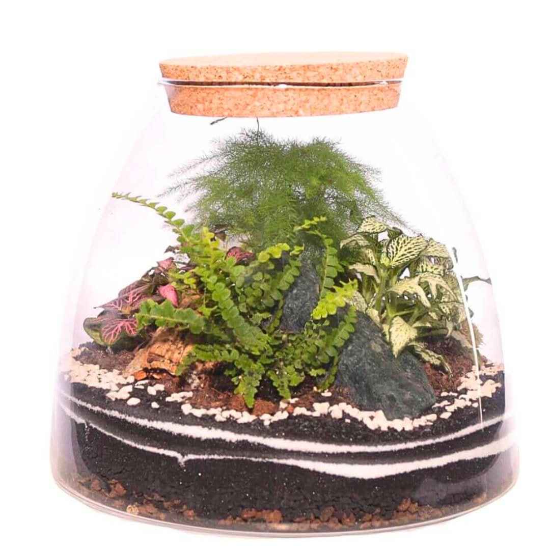 Terrarium "Tropical Haven" - Nootje store