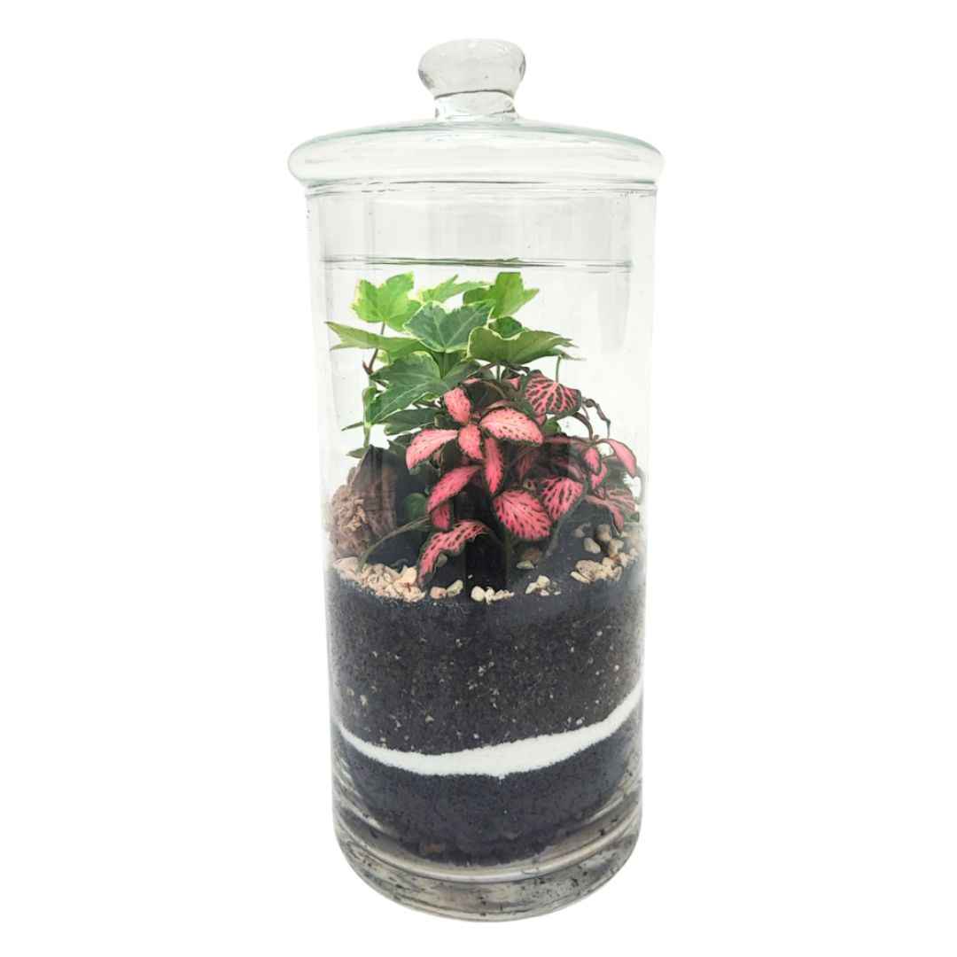 Terrarium chloe con piante verdi