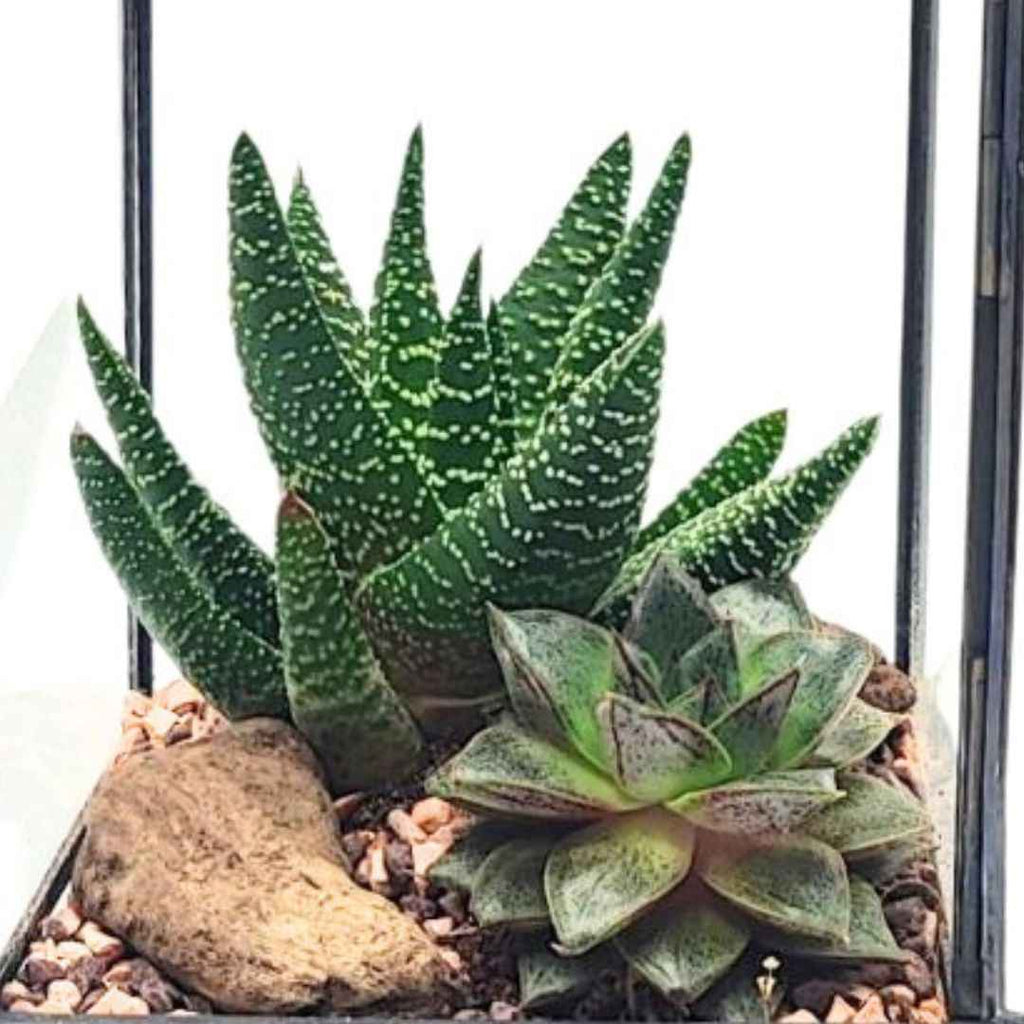 Terrarium geometrico Nora con piante grasse