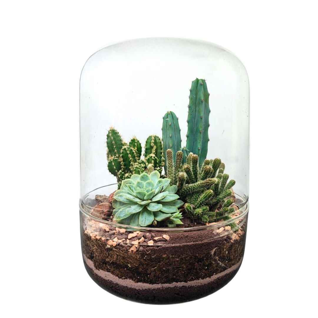 Terrarium Adele con piante grasse