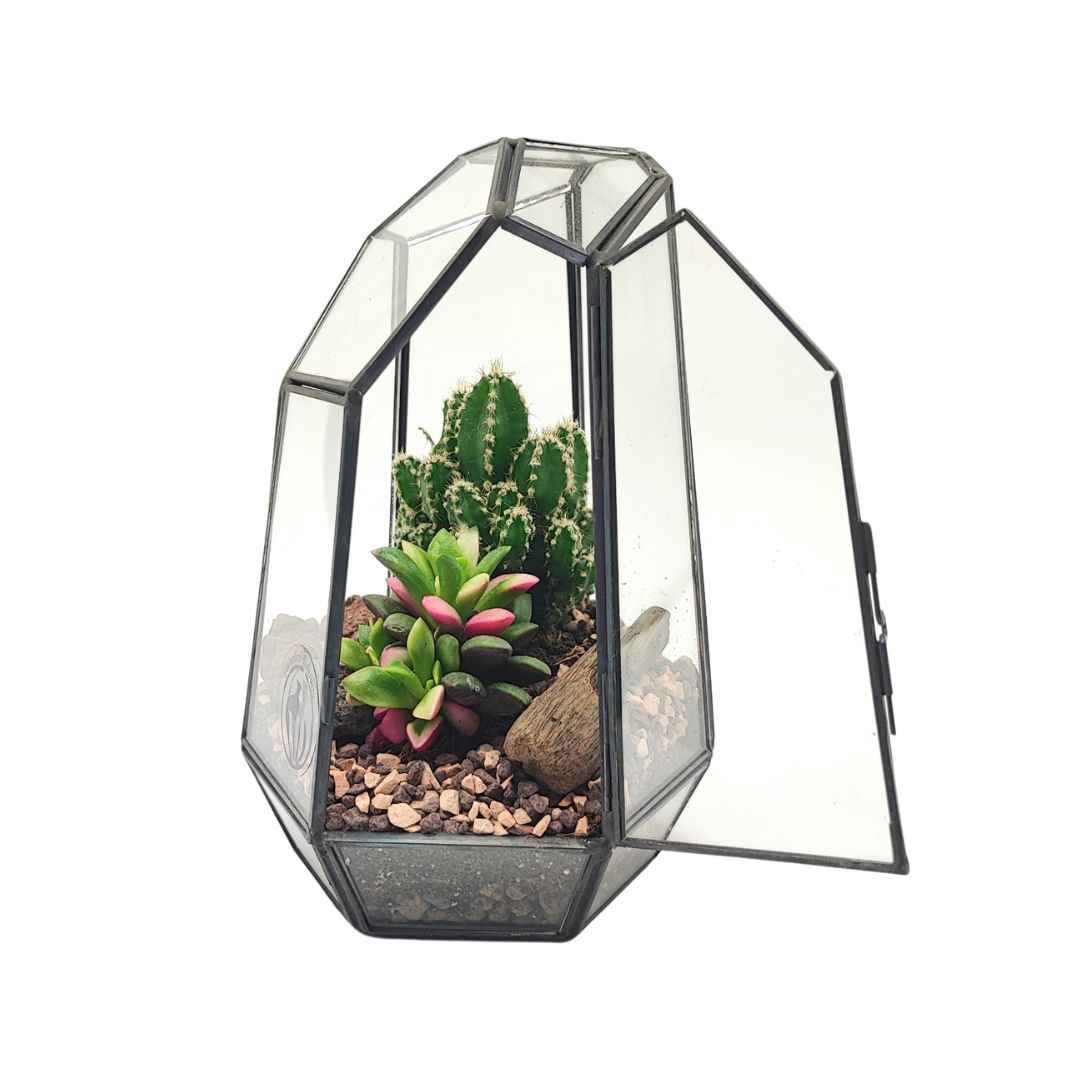Terrarium geometrico Emma con piante grasse