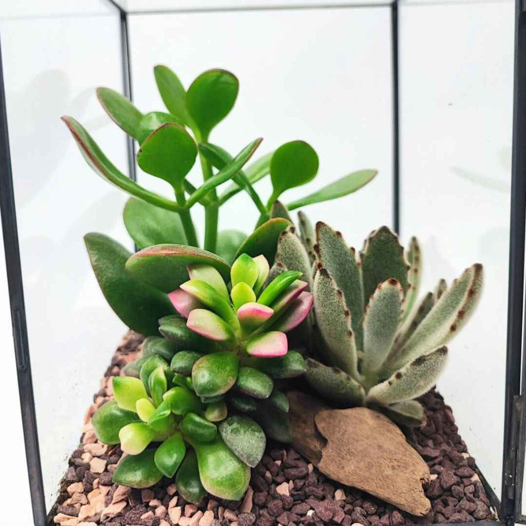 Terrarium geometrico Elisa con piante grasse