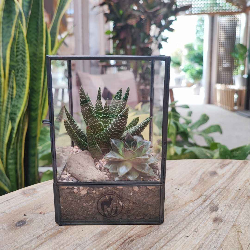 Terrarium geometrico Nora con piante grasse