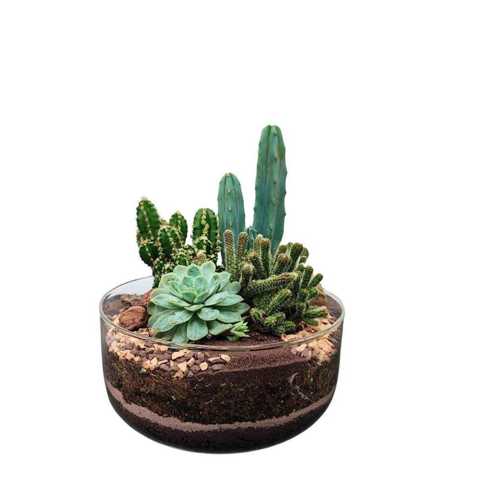 Terrarium Adele con piante grasse