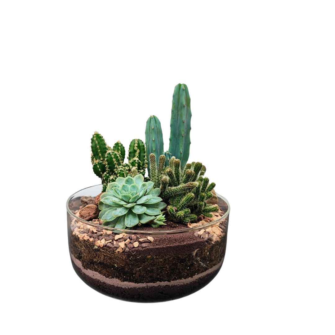 Terrarium Adele con piante grasse