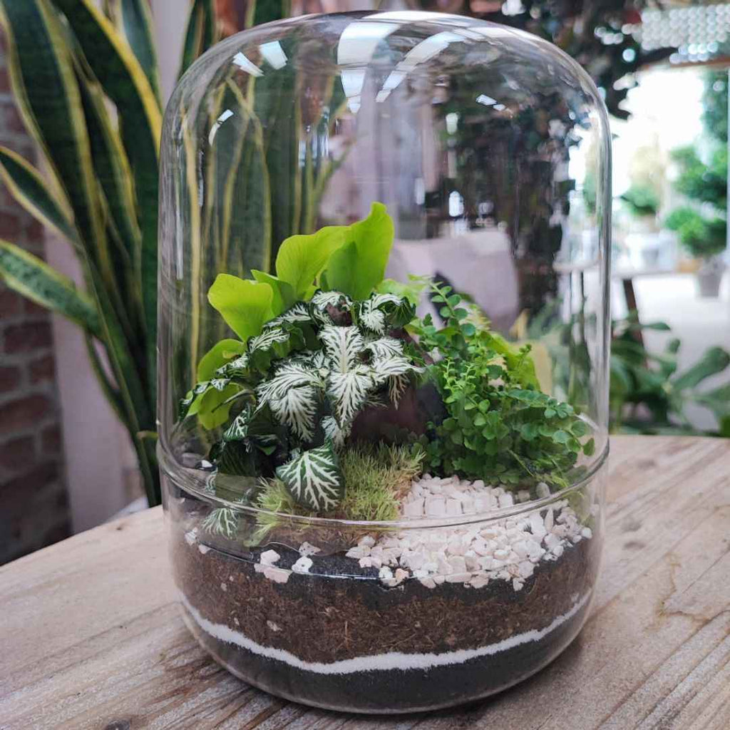 Terrarium con piante verdi