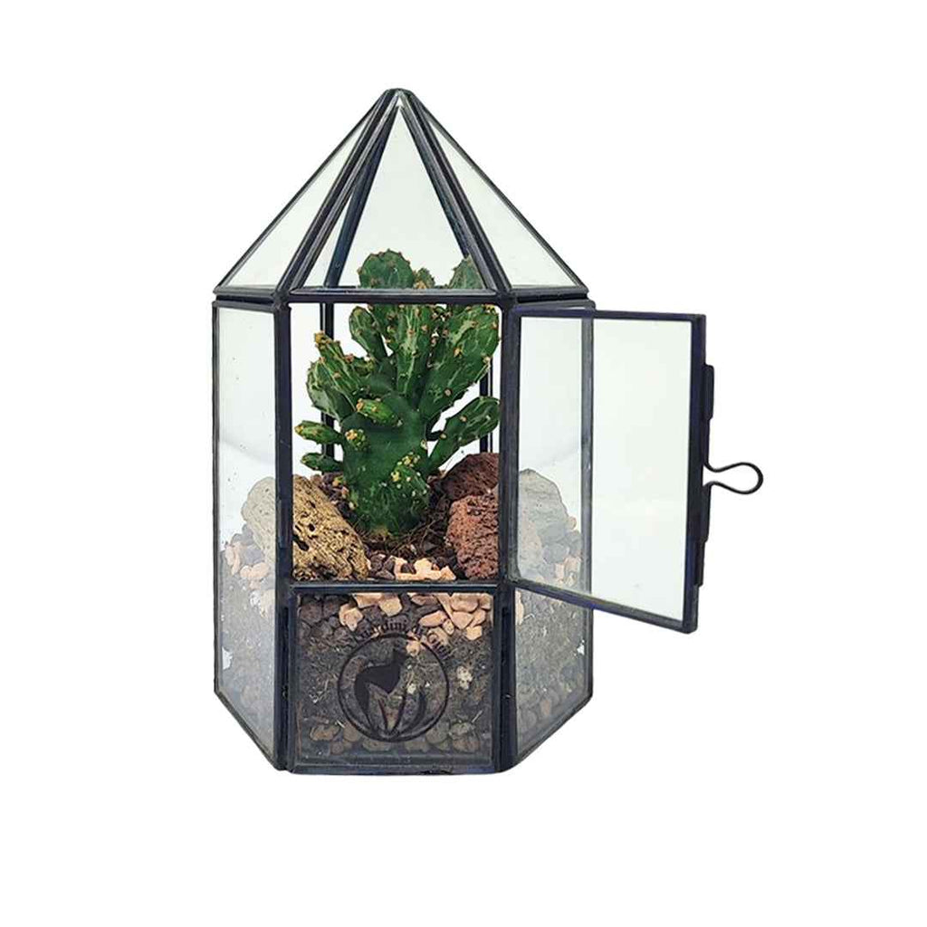 Terrarium geometrico Kira con piante grasse