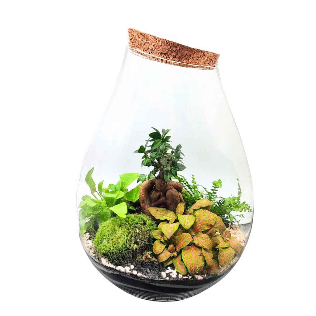 Terrarium Coraline 002 - Nootje store