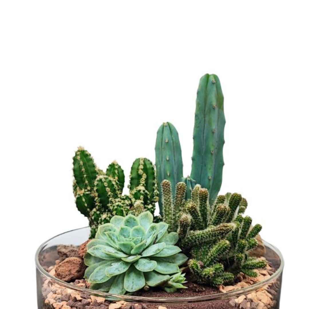 Terrarium Adele con piante grasse